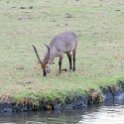 BWA NW Chobe 2016DEC04 River 095 : 2016, 2016 - African Adventures, Africa, Botswana, Chobe River, Date, December, Month, Northwest, Places, Southern, Trips, Year